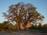 Africa 129 : Africa, Baobab, Botswana, Makgadikgadi, Nature, Trees